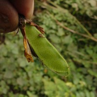 Dunbaria ferruginea Wight & Arn.